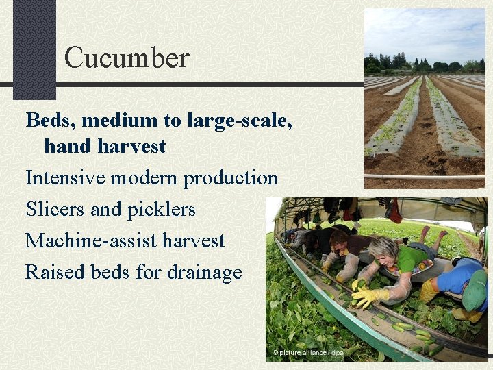 Cucumber Beds, medium to large-scale, hand harvest Intensive modern production Slicers and picklers Machine-assist