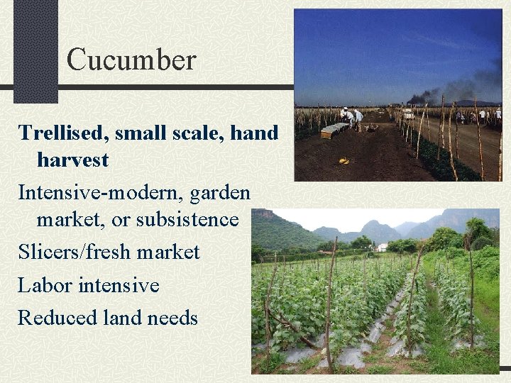 Cucumber Trellised, small scale, hand harvest Intensive-modern, garden market, or subsistence Slicers/fresh market Labor