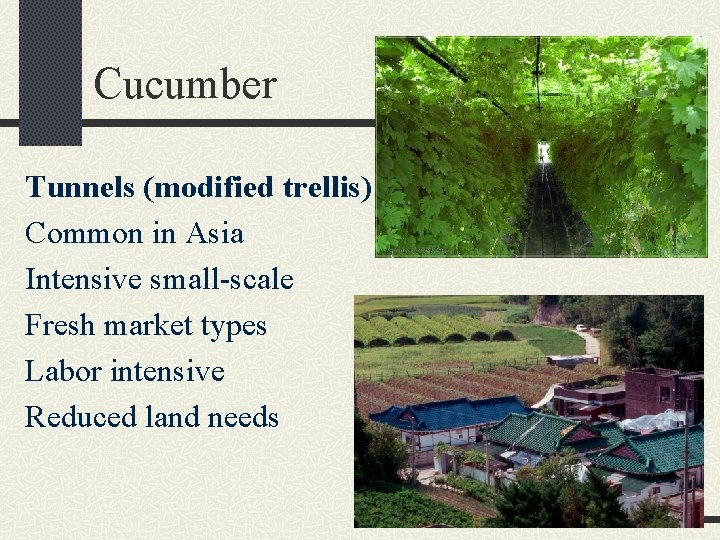 Cucumber Tunnels (modified trellis) Common in Asia Intensive small-scale Fresh market types Labor intensive