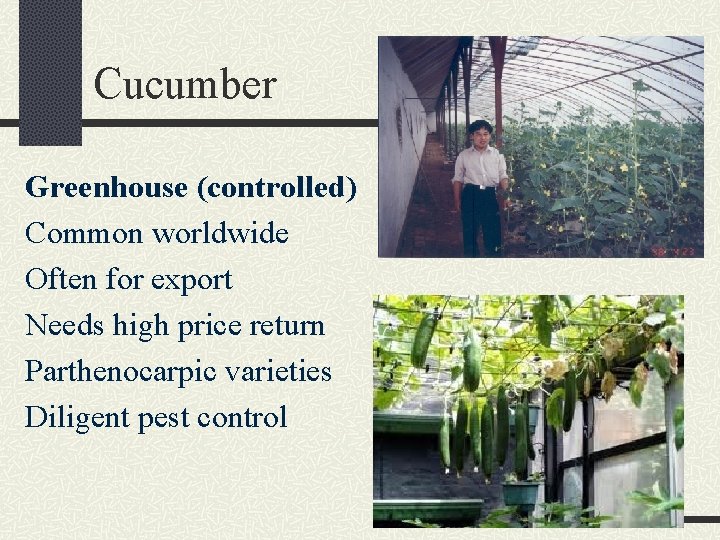 Cucumber Greenhouse (controlled) Common worldwide Often for export Needs high price return Parthenocarpic varieties