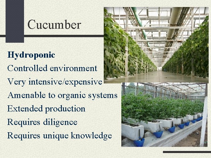 Cucumber Hydroponic Controlled environment Very intensive/expensive Amenable to organic systems Extended production Requires diligence