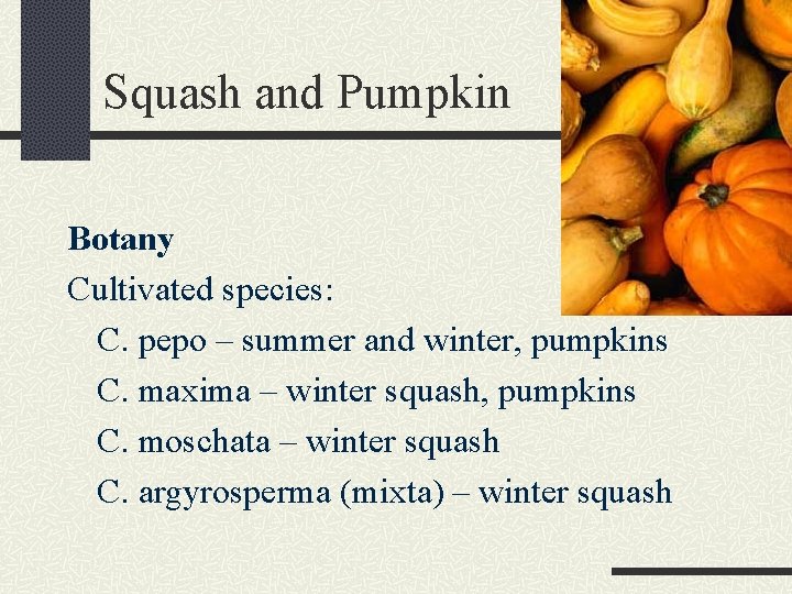 Squash and Pumpkin Botany Cultivated species: C. pepo – summer and winter, pumpkins C.