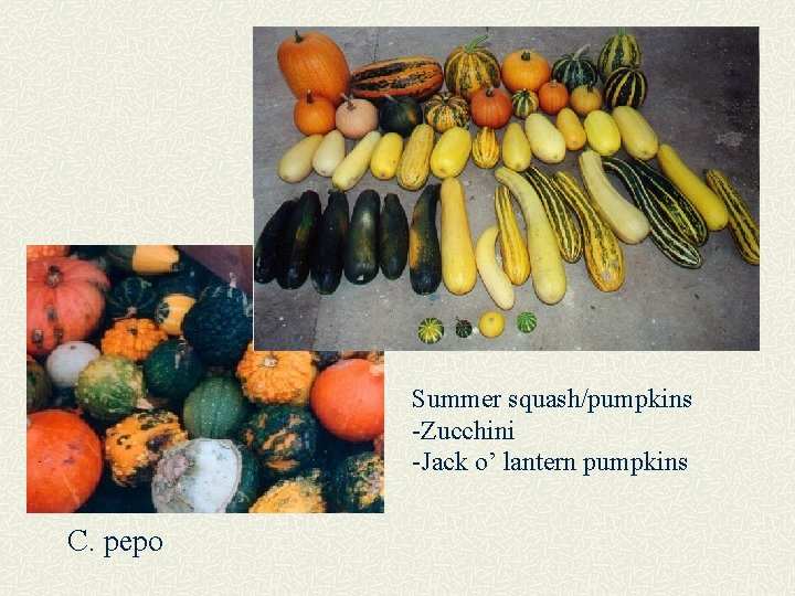 Summer squash/pumpkins -Zucchini -Jack o’ lantern pumpkins C. pepo 