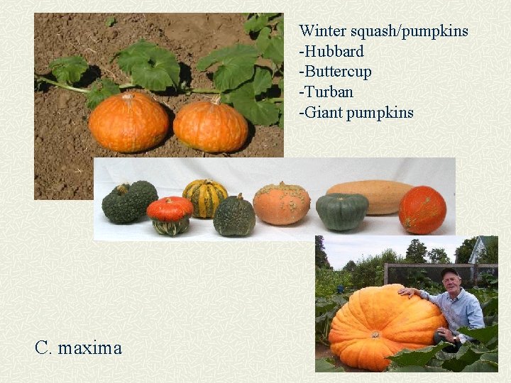 Winter squash/pumpkins -Hubbard -Buttercup -Turban -Giant pumpkins C. maxima 