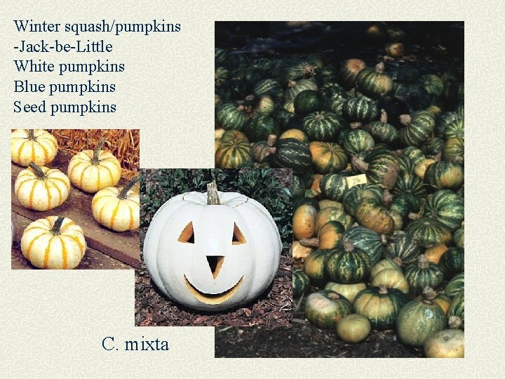 Winter squash/pumpkins -Jack-be-Little White pumpkins Blue pumpkins Seed pumpkins C. mixta 