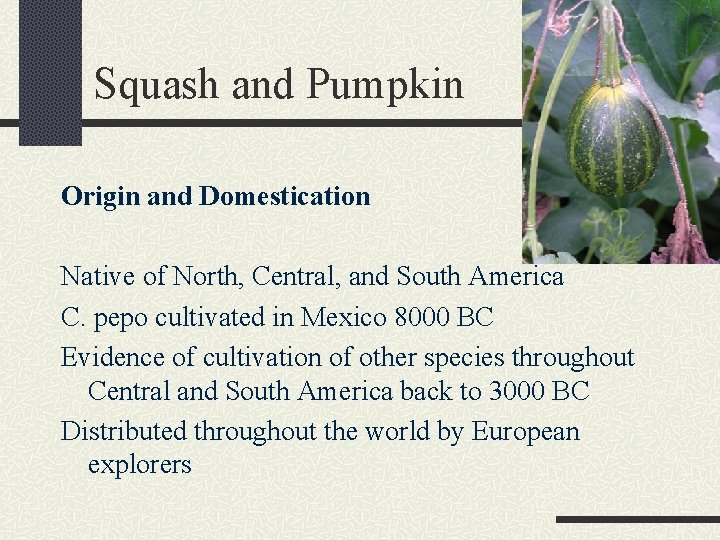 Squash and Pumpkin Origin and Domestication Native of North, Central, and South America C.