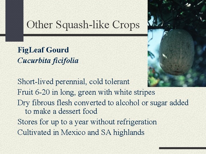 Other Squash-like Crops Fig. Leaf Gourd Cucurbita ficifolia Short-lived perennial, cold tolerant Fruit 6