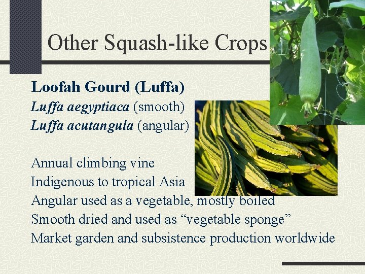 Other Squash-like Crops Loofah Gourd (Luffa) Luffa aegyptiaca (smooth) Luffa acutangula (angular) Annual climbing