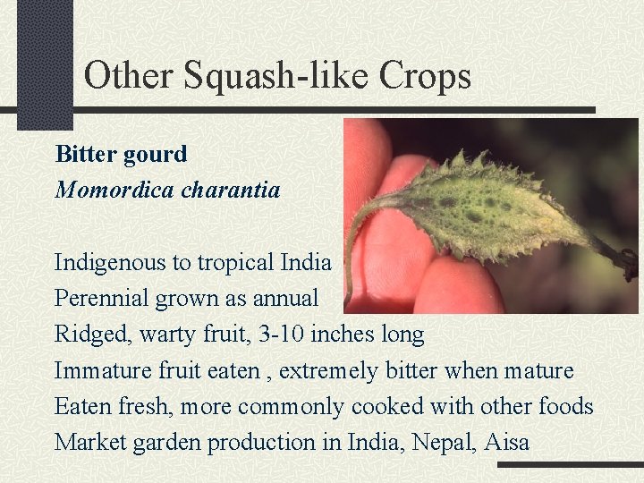 Other Squash-like Crops Bitter gourd Momordica charantia Indigenous to tropical India Perennial grown as