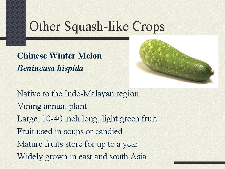 Other Squash-like Crops Chinese Winter Melon Benincasa hispida Native to the Indo-Malayan region Vining