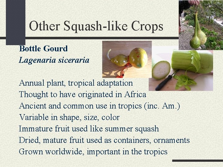 Other Squash-like Crops Bottle Gourd Lagenaria siceraria Annual plant, tropical adaptation Thought to have