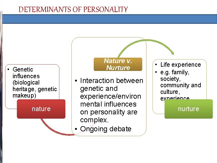 DETERMINANTS OF PERSONALITY • Genetic influences (biological heritage, genetic makeup) nature Nature v. Nurture