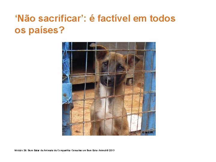 ‘Não sacrificar’: é factível em todos os países? Módulo 26: Bem-Estar de Animais de