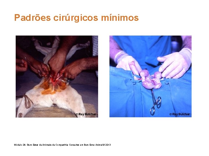 Padrões cirúrgicos mínimos Módulo 26: Bem-Estar de Animais de Companhia Conceitos em Bem-Estar Animal
