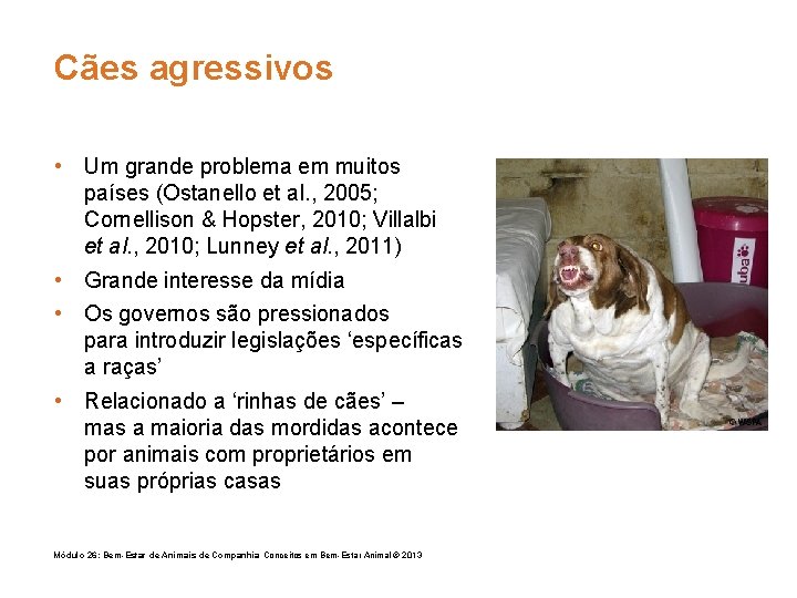 Cães agressivos • Um grande problema em muitos países (Ostanello et al. , 2005;