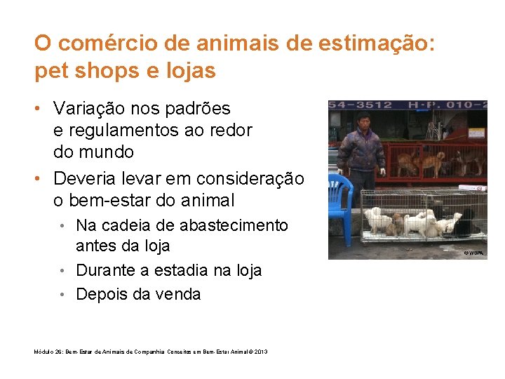 O comércio de animais de estimação: pet shops e lojas • Variação nos padrões