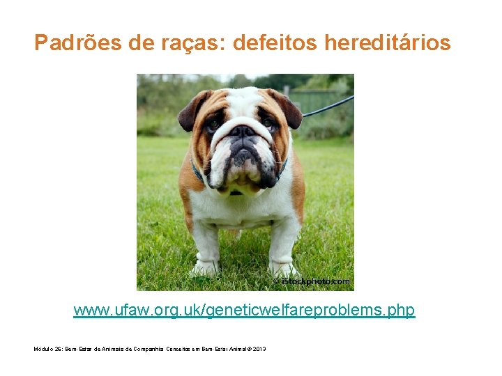 Padrões de raças: defeitos hereditários www. ufaw. org. uk/geneticwelfareproblems. php Módulo 26: Bem-Estar de