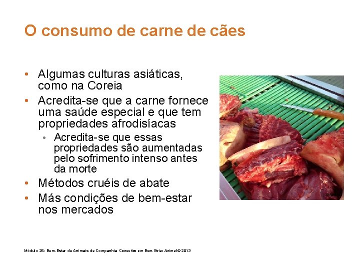 O consumo de carne de cães • Algumas culturas asiáticas, como na Coreia •