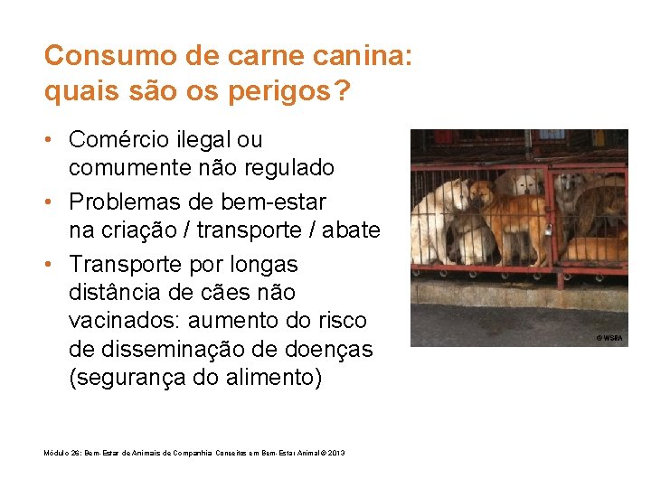 Consumo de carne canina: quais são os perigos? • Comércio ilegal ou comumente não