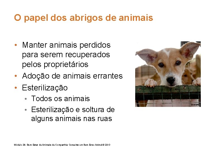 O papel dos abrigos de animais • Manter animais perdidos para serem recuperados pelos