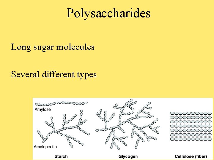 Polysaccharides Long sugar molecules Several different types 