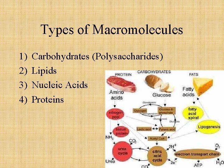 Types of Macromolecules 1) 2) 3) 4) Carbohydrates (Polysaccharides) Lipids Nucleic Acids Proteins 
