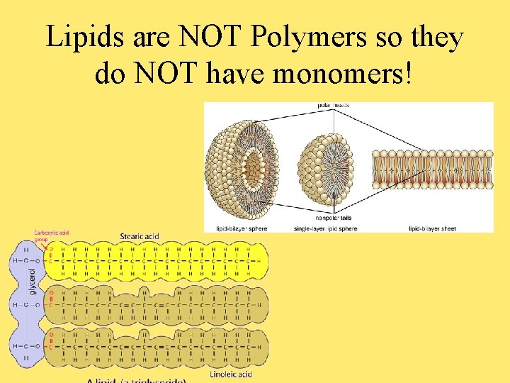 Lipids are NOT Polymers so they do NOT have monomers! 