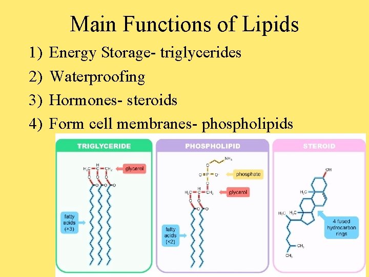 Main Functions of Lipids 1) 2) 3) 4) Energy Storage- triglycerides Waterproofing Hormones- steroids