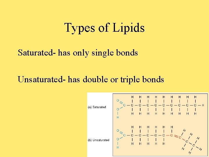 Types of Lipids Saturated- has only single bonds Unsaturated- has double or triple bonds