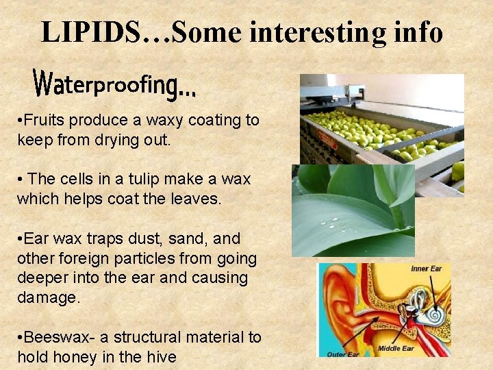 LIPIDS…Some interesting info • Fruits produce a waxy coating to keep from drying out.