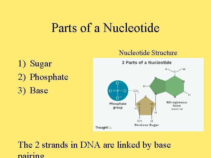 Parts of a Nucleotide Structure 1) Sugar 2) Phosphate 3) Base The 2 strands