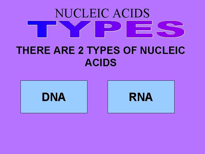 NUCLEIC ACIDS THERE ARE 2 TYPES OF NUCLEIC ACIDS DNA RNA 