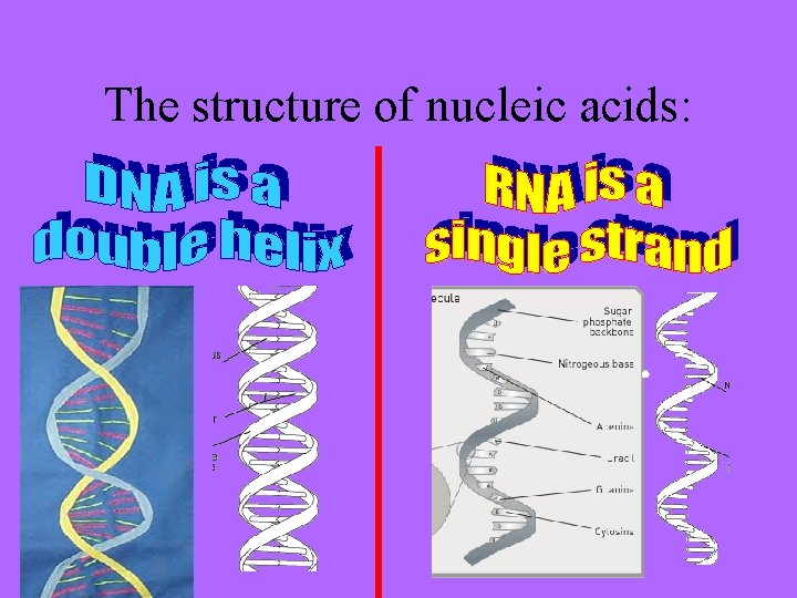 The structure of nucleic acids: 