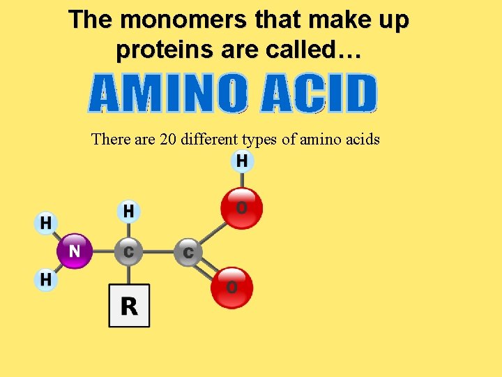The monomers that make up proteins are called… There are 20 different types of