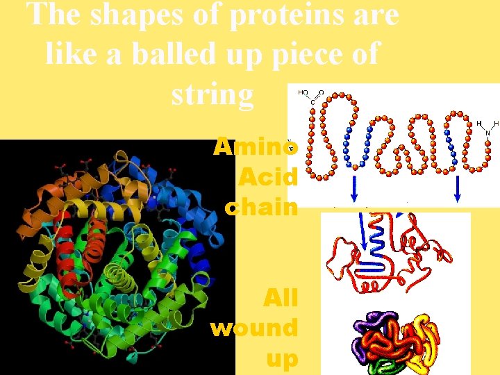 The shapes of proteins are like a balled up piece of string Amino Acid