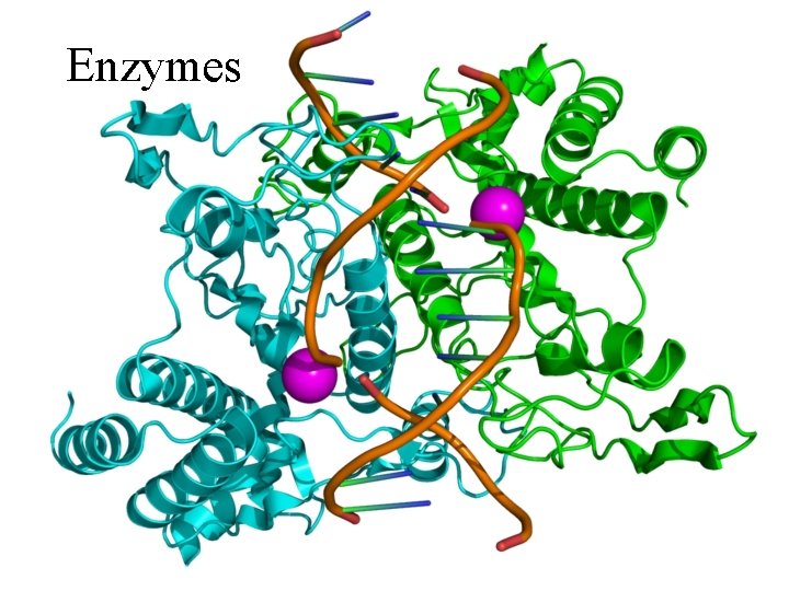 Enzymes 