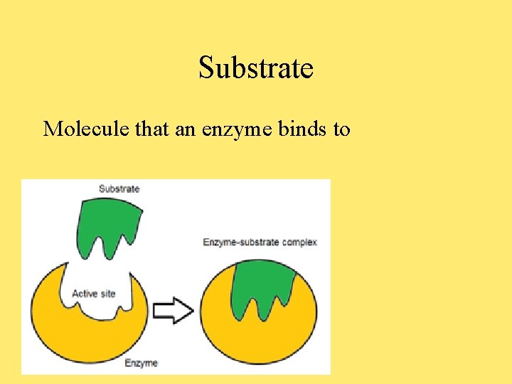 Substrate Molecule that an enzyme binds to 