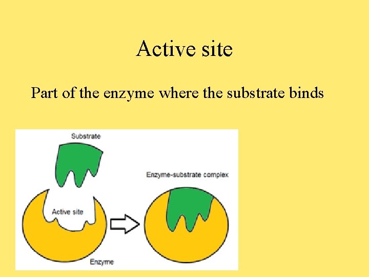 Active site Part of the enzyme where the substrate binds 