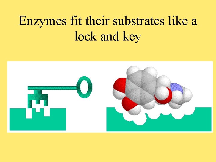 Enzymes fit their substrates like a lock and key 