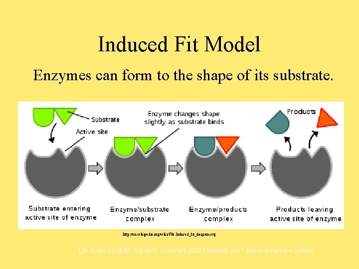 Induced Fit Model Enzymes can form to the shape of its substrate. http: //en.