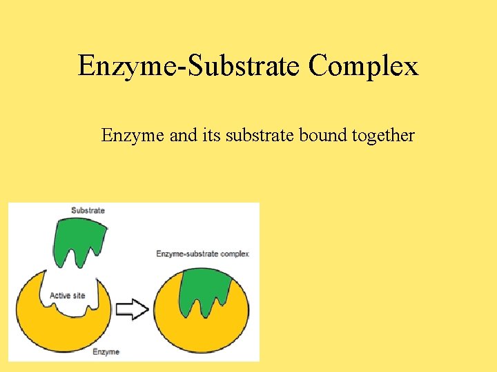 Enzyme-Substrate Complex Enzyme and its substrate bound together 