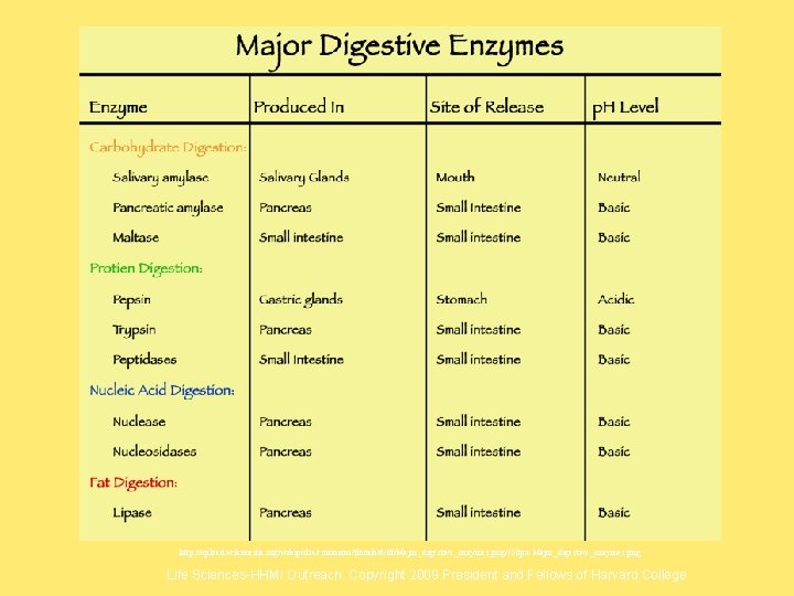http: //upload. wikimedia. org/wikipedia/commons/thumb/6/6 f/Major_digestive_enzymes. png/750 px-Major_digestive_enzymes. png Life Sciences-HHMI Outreach. Copyright 2009 President