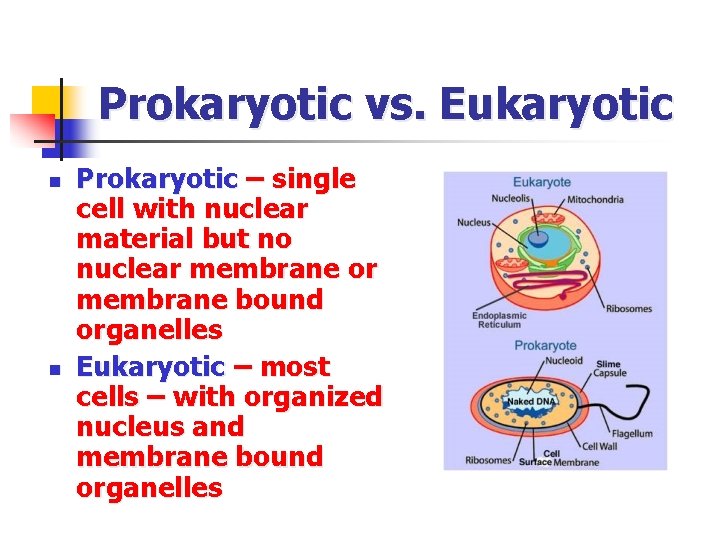 Prokaryotic vs. Eukaryotic n n Prokaryotic – single cell with nuclear material but no