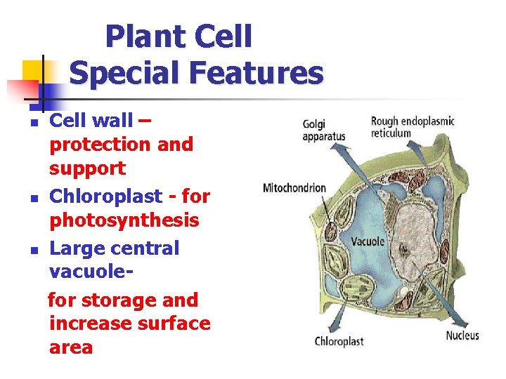 Plant Cell Special Features n n n Cell wall – protection and support Chloroplast