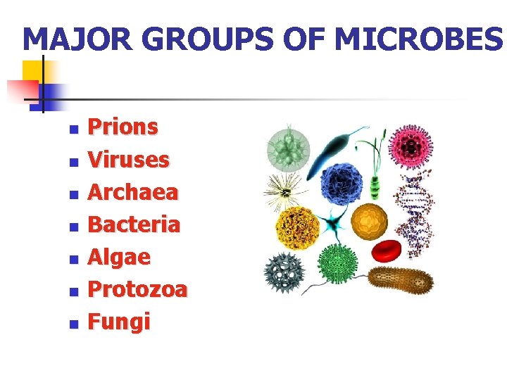 MAJOR GROUPS OF MICROBES n n n n Prions Viruses Archaea Bacteria Algae Protozoa