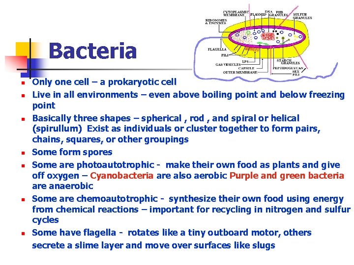 Bacteria n n n n Only one cell – a prokaryotic cell Live in