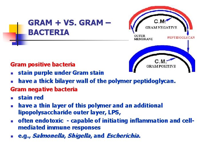 GRAM + VS. GRAM – BACTERIA Gram positive bacteria n stain purple under Gram