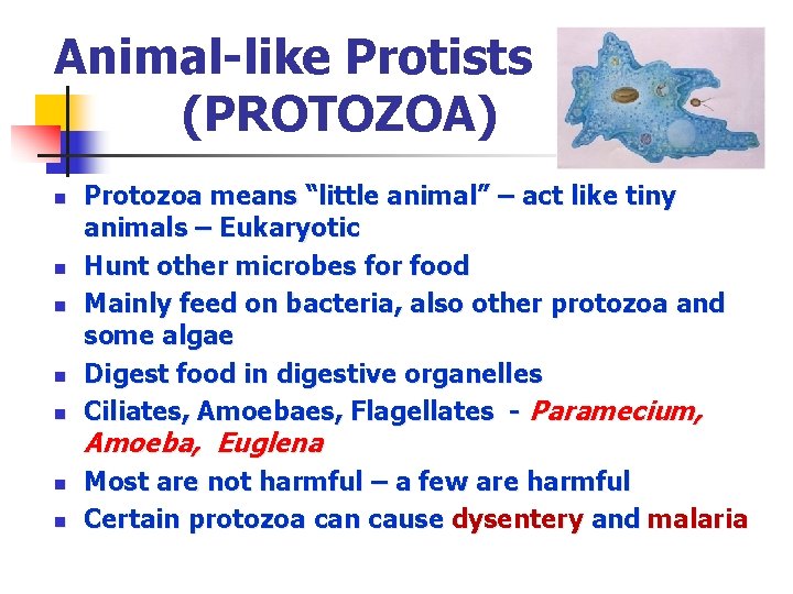 Animal-like Protists (PROTOZOA) n n n n Protozoa means “little animal” – act like