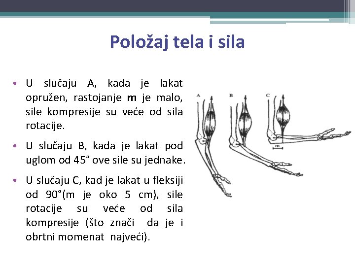 Položaj tela i sila • U slučaju A, kada je lakat opružen, rastojanje malo,