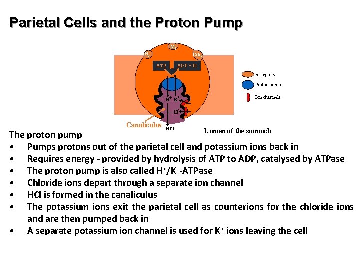 Parietal Cells and the Proton Pump M 3 H 2 Cck 2 ATP ADP